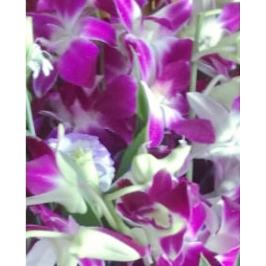 Thailand Grade A Orchids Bouquet Thailand Grade A Orchids Bouquet