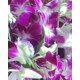 Thailand Grade A Orchids Bouquet Thailand Grade A Orchids Bouquet
