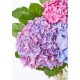 The Andrea Vase Bouquet - Three Hydrangea The Andrea Vase Bouquet - Three Hydrangea