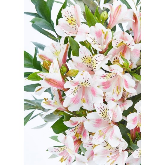 Alstroemeria Bouquet - The Isa